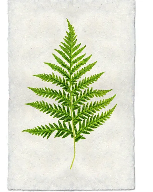 Fern #10 Print