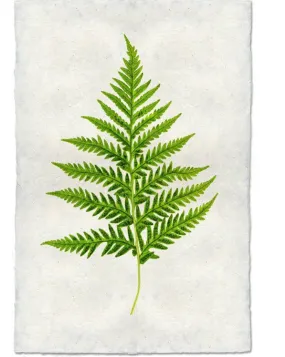 Fern #10 Print