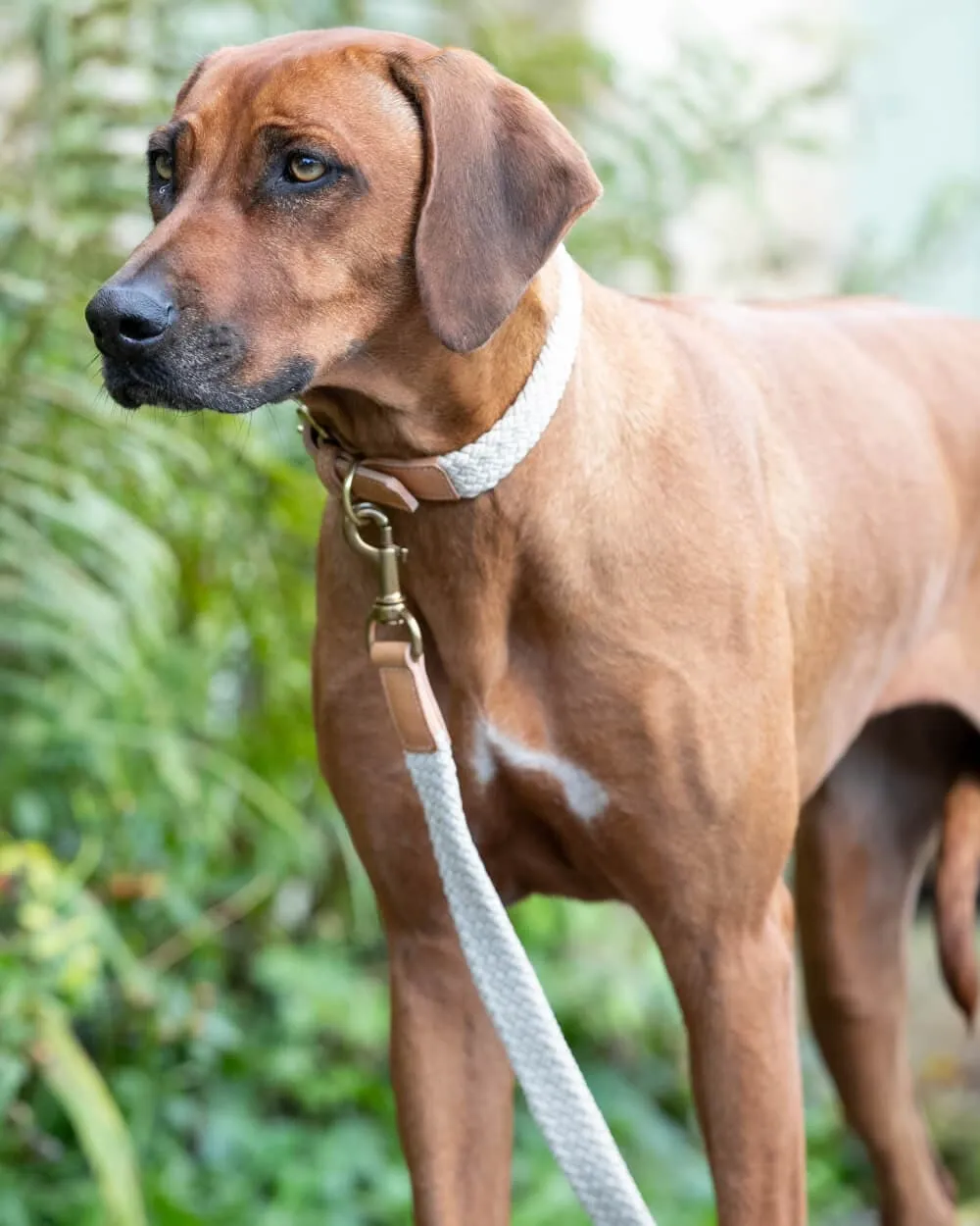 Flat Rope and Leather Dog Lead - Tan