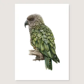 Kea Print